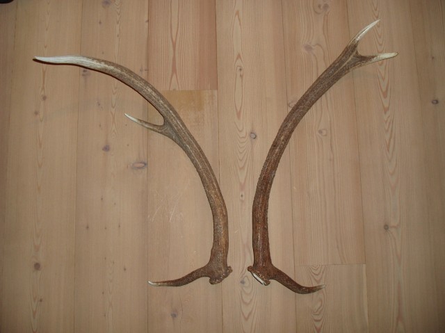 palchi raccolti
